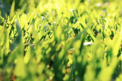 Grass with sunlight. Stock Photos