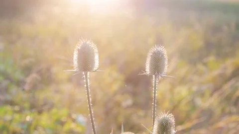 Grass in the sunlight. Summer bright background 스톡 동영상 113759421