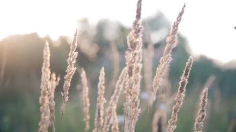 Grass in the sunlight. Summer bright background Stock Footage 113759422