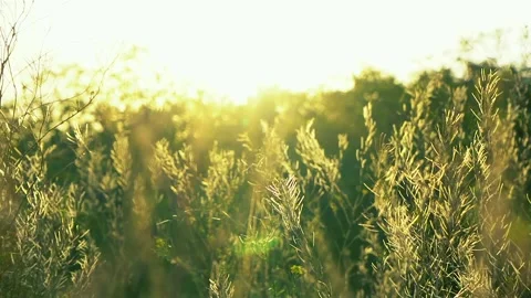 Grass in the sunlight. Summer bright background Stock Footage 138642714