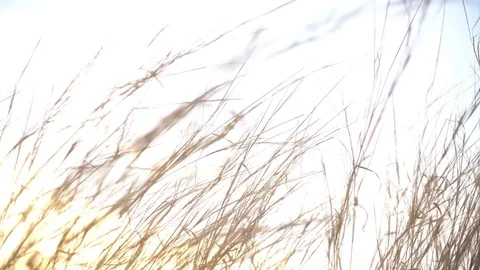 Grass with sunlight in summer Stock Footage 74762239