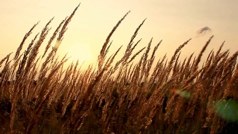 Grass in the sunlight on the sunset. Summer evening. Stock Footage 103416914