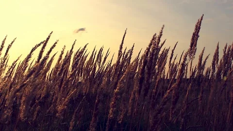 Grass in the sunlight on the sunset. Summer evening. Stock Footage 103417124