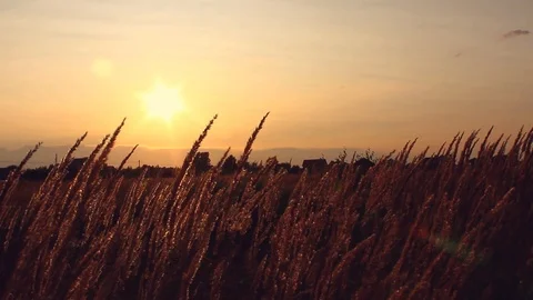 Grass in the sunlight on the sunset. Summer evening. Stock Footage 103417136