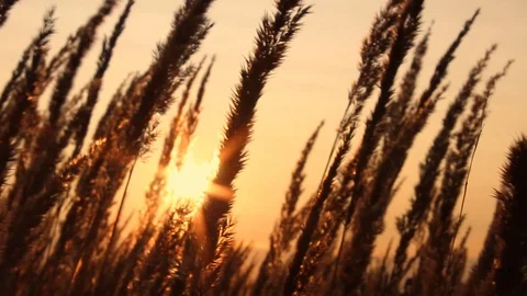 Grass in the sunlight on the sunset. Summer evening. Stock Footage 103417197