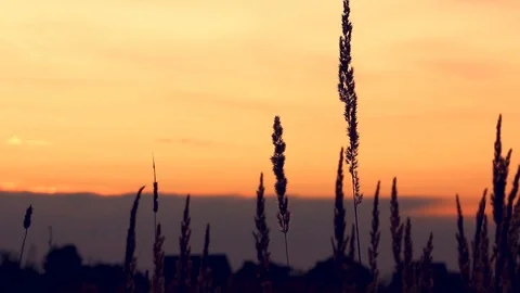 Grass in the sunlight on the sunset. Summer evening. Stock Footage 103417244