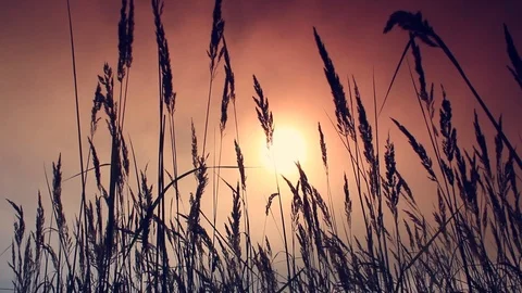 Grass in the sunlight on the sunset. Summer evening. Stock Footage 103417317