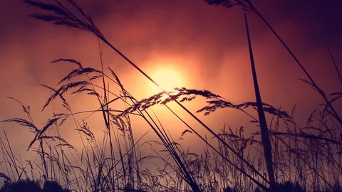 Grass in the sunlight on the sunset. Summer evening. Stock Footage 103417358