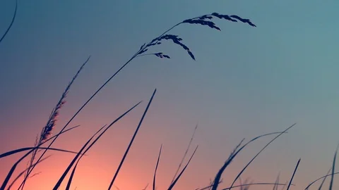 Grass in the sunlight on the sunset. Summer evening. Video stock 103417406
