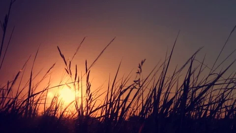 Grass in the sunlight on the sunset. Summer evening. Stock Footage 103417410