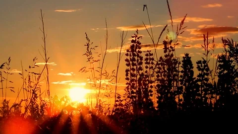 Grass in the sunlight on the sunset. Summer evening. Stock Footage 103596568