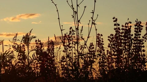 Grass in the sunlight on the sunset. Summer evening. Stock Footage 103596791