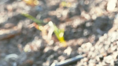 Grass on a Sunny Day Stock Footage 67819267