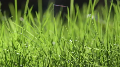 Grass a sunny day Stock Footage 166889560