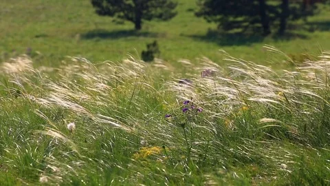Grass on sunny meadow Stock Footage 74516619