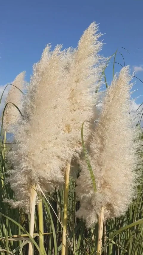 Grass, sunny, wind, sky Stock Footage 164447932