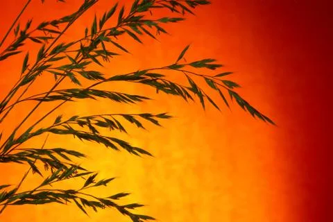 Grass sunrise Stock Photos