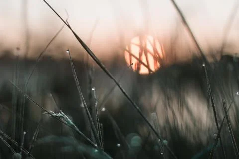Grass in sunrise Stock-Fotos