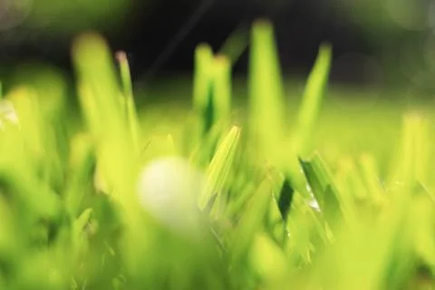 Grass with sunrise. Stock Photos