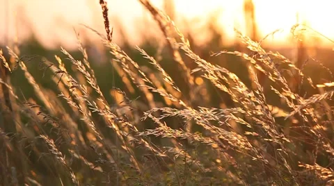 Grass at sunrise summer blown by wind. Stock Footage 41548372
