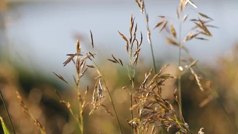 Grass at sunset  №1 Stock Footage 101546273