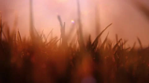 Grass sunset 2 Video stock 48896881