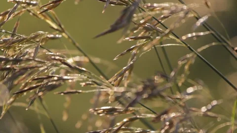 Grass at sunset №2 Video stock 101545956