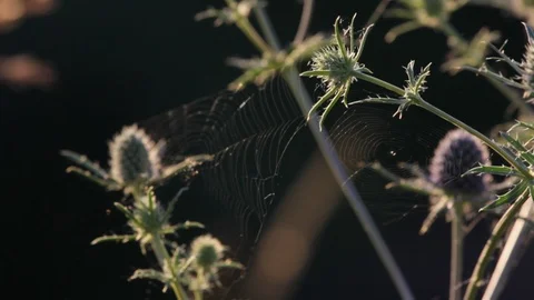 Grass at sunset №4 Stock Footage 101546097