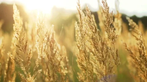 Grass with sunset and flare light Stock Footage 72380287