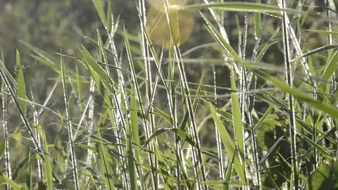 Grass with sunset and panning. 스톡 동영상 82326767