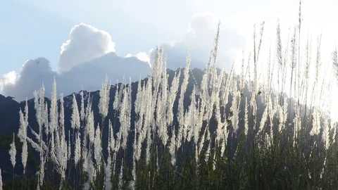 Grass with sunset and panning. Stock Footage 82326775
