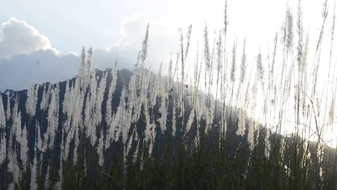 Grass with sunset and panning. Stock Footage 82326777