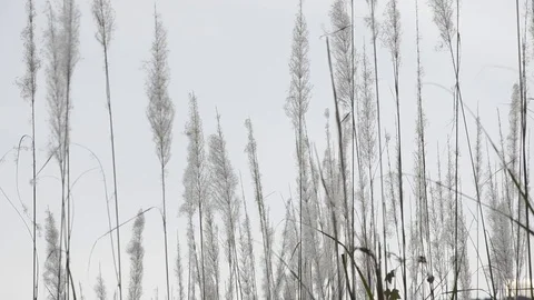 Grass with sunset and tilt down. 스톡 동영상 82326788