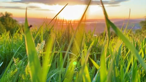 Grass with sunset on background Stock Footage 130930815