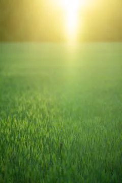Grass on sunset background. Pasture grassy pattern. Green meadow. Green grass Stock Photos