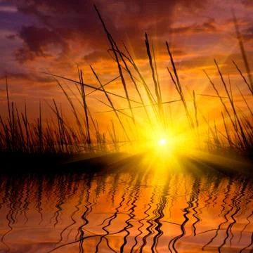 Grass on sunset background Stock Photos