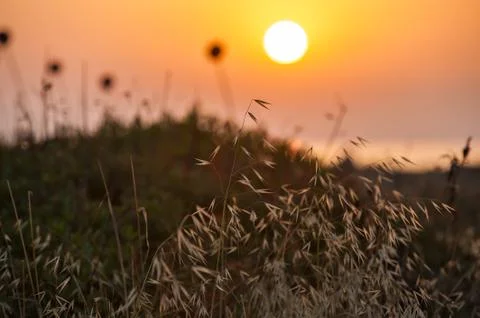Grass on sunset background Stock Photos