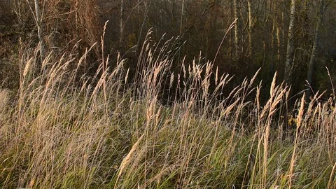 Grass at sunset on a background of trees Stock Footage 118430649