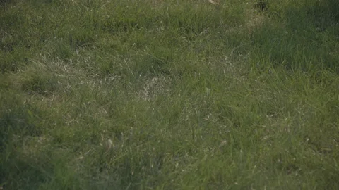 Grass At Sunset Blowing In The Wind #2 (60fps UHD) 스톡 동영상 145287925