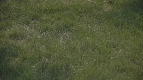 Grass At Sunset Blowing In The Wind (60fps UHD) 스톡 동영상 145278886