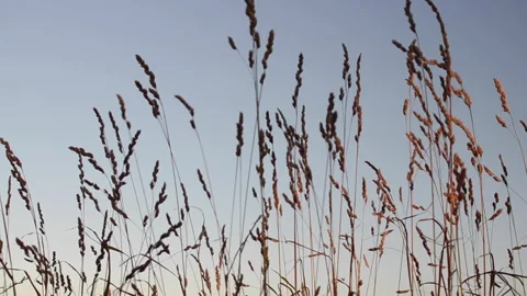Grass at sunset on a blue background Stock Footage 140623128