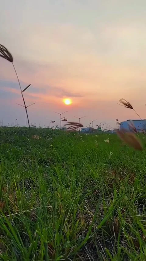 Grass Sunset Field Landscape Stock Footage 341628834