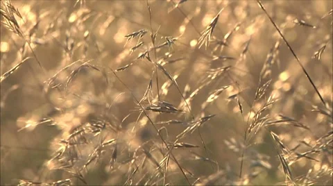 Grass at sunset Stock Footage