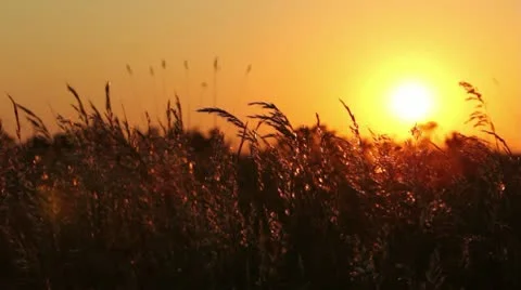 Grass at sunset Stock Footage 10573411