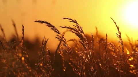 Grass at sunset Stock Footage 10575078