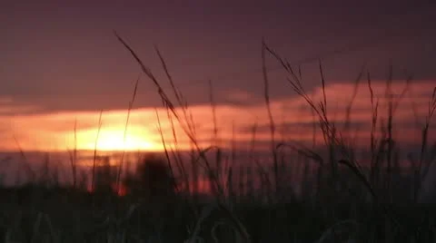 Grass at sunset Stock Footage 11498379