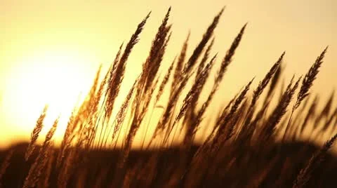 Grass at sunset. Stock Footage 12507027