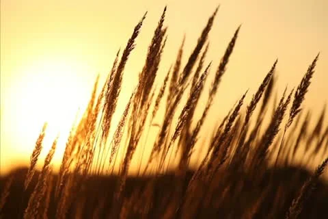 Grass at sunset. Stock Footage 12515092