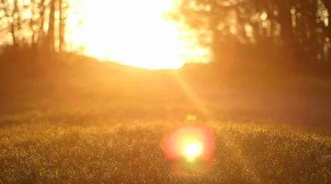 Grass at Sunset Stock Footage 23689668