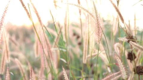 Grass in sunset Stock Footage 33934354